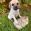 Adorable and playful Puggle puppies