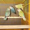Lovebirds 
