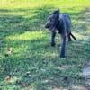 Irish wolfhound puppies