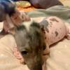 Female Miniature Xoloitzquintle Mexican Hairless Dog Puppy Mariposa Spotted