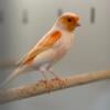 Red Mosaic Canaries for Sale