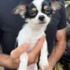 REDUCED Chihuahua Puppies *CKC* ALL MALES