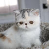 Female Silver Patched Exotic Shorthair
