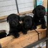 Labrador Retriever mix puppies for sale!