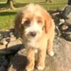 F1B Mini Goldendoodle Boy - SORRY, HE SOLD! 