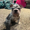 Big rope velvet female French bulldog