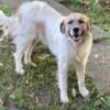 Great Pyrenees 