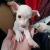 3 Fawn Chihuahua Babies