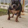 Adult American Bully 