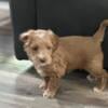 Goldendoodle micro mini