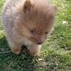 Tiny Pomeranian Puppy – Male – Very Cute & Playful