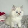 Wally - Male Golden Lynx Point Ragdoll for Sale