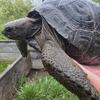 Aldabra Tortoise