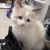 TICA REGISTERED RAGDOLL KITTEN AVAILABLE 12/23/23