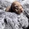 Pinta from the Chili Bean Litter - Chocolate Smooth Coat Female - $1,400