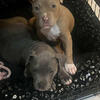 American Bullies
