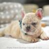 Poetic French Bulldog Carter fawn merle male Frenchie Puppy