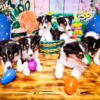 Pure rough collies puppies