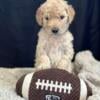 Goldendoodle Puppies