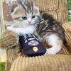 Classic tabby with white