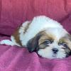 SHIH TZU PUPPIES FOR SALE