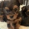 Yorkie puppies - Mountain Iron