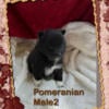 Pomeranian Pups for Adoption