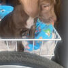 Mini doxie 