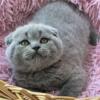 NEW Elite Scottish fold kitten from Europe with excellent pedigree, female. Yasmin