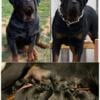 AKC Rotties for sale