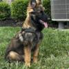 9 mth old female German shepherd