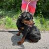 AKC Rottweiler pups. HEALTH TESTED PARENTS!! Born 10-9-24 SERBIAN LINES!! ONLY 1 LEFT!!