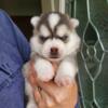 Alaskan klee kai puppies