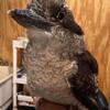Kookaburra chick