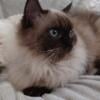 CHOCOLATE RAGDOLL FE. 10 MO. $650