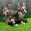 3 month old French Bulldogs