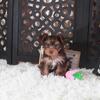 Charlotte Gorgeous Yorkie