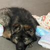 Akc GSD puppies