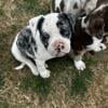 Merle and Pied Alapaha puppies