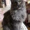 Polydactyl Maine Coon kitten