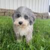 Sweet cockapoo pup for sale!