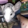 7 month old white ebony chinchilla looking for a new home
