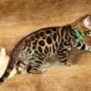 Gorgeous Male Brown Rosetted W/Glittered Pelt Bengal Kitten