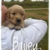 Golden Retreiver puppies raised on our family farmette!