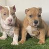 American Pocket Bullies