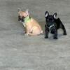 2 Male french bull dog puppies(Frenchie) Quality Build