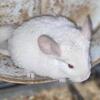 Chinchillas