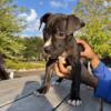 SmurfKennelz Pitbull Puppies