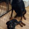 Doberman Puppy - Male - Black & Tan