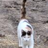 Female Calico Barn Cats